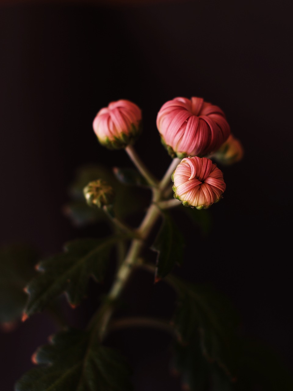 Image - bud flower flowers chrysanthemum