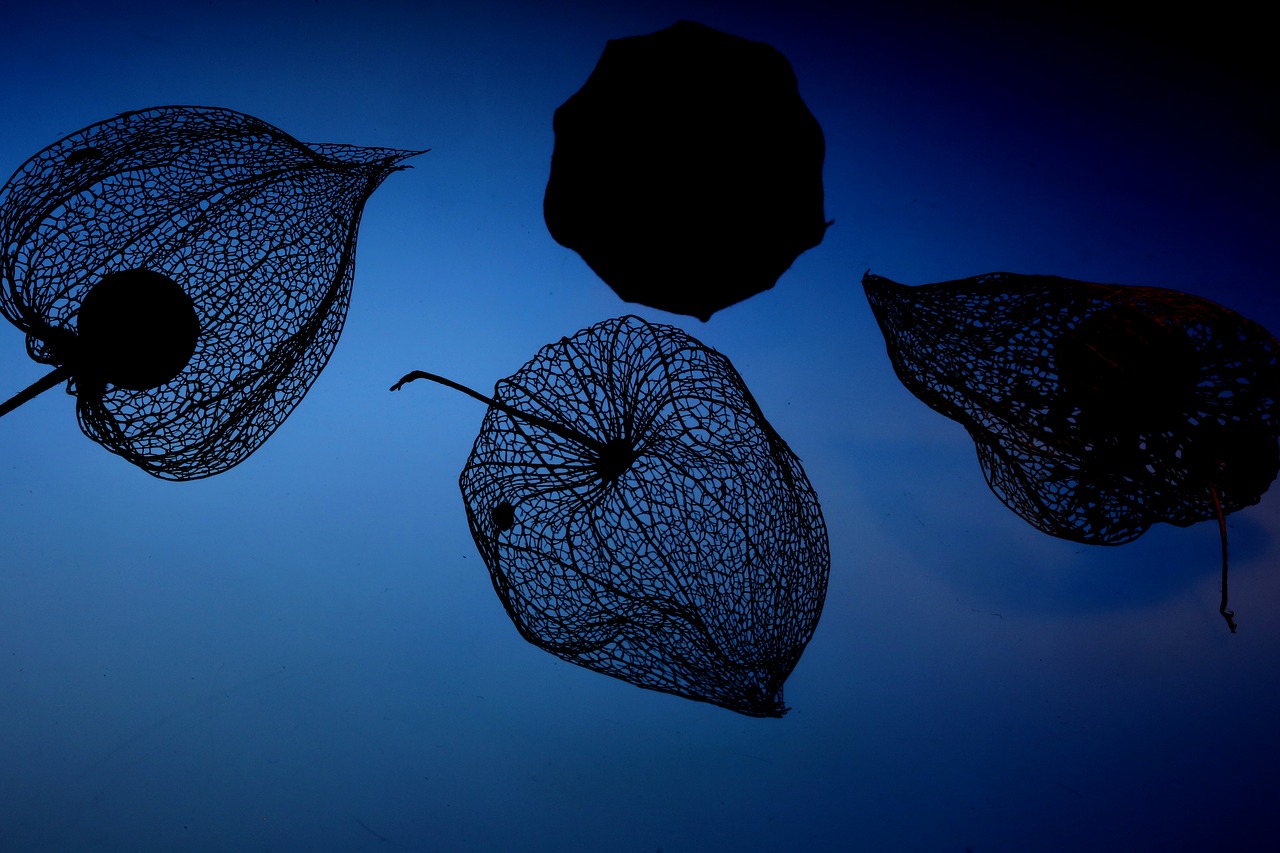 Image - lampionblume nature blue physalis