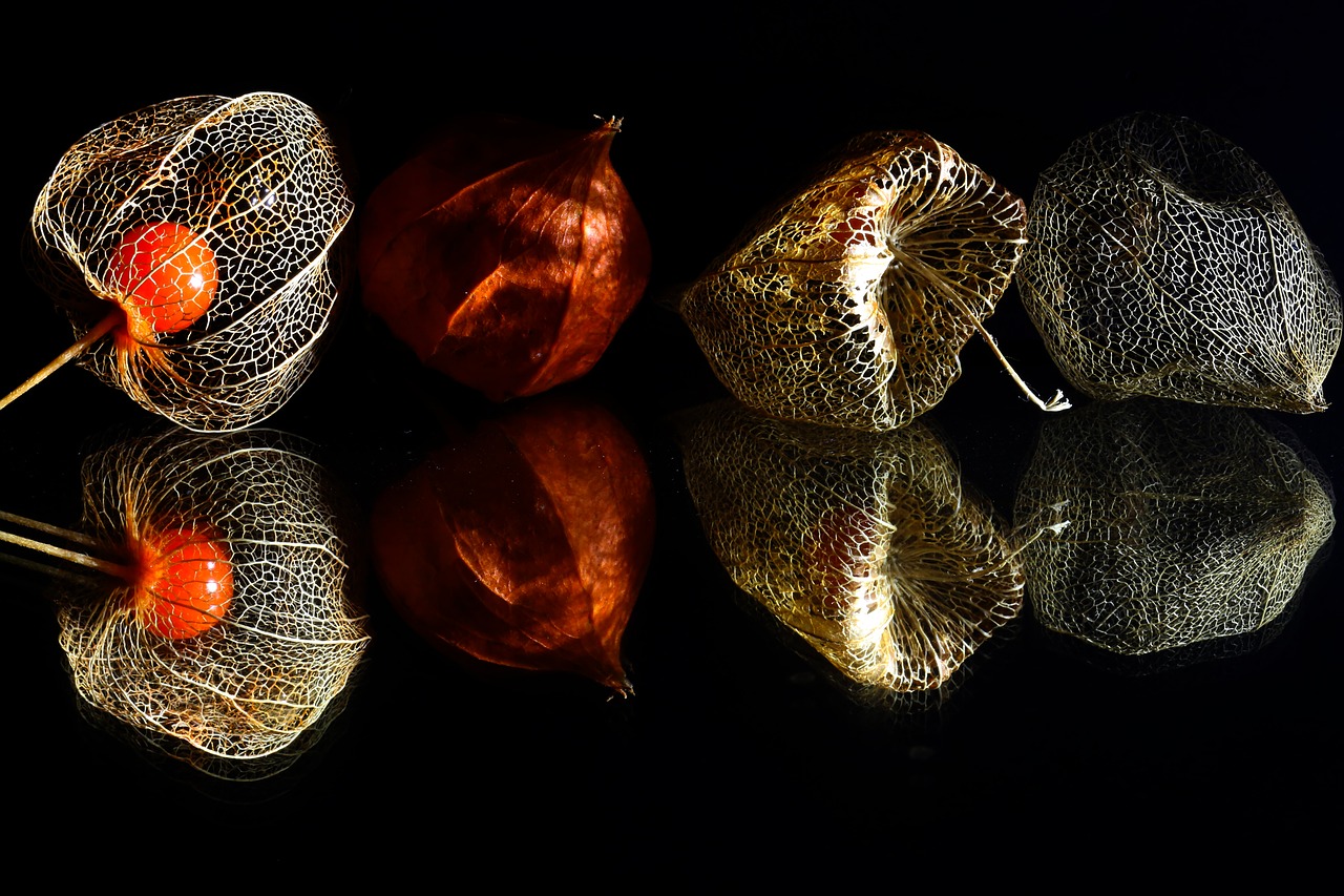 Image - lampionblume nature blue physalis
