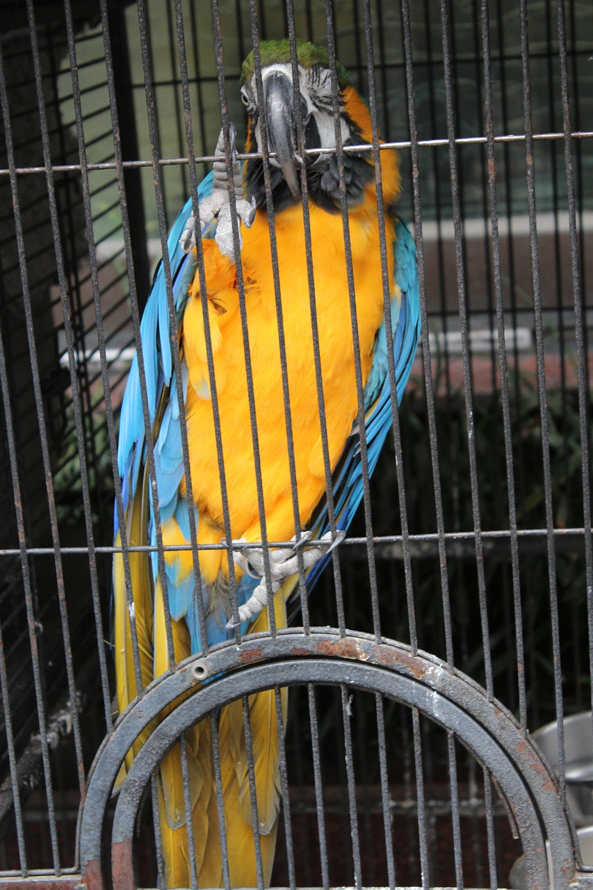 Image - parrot macaw species cage pet