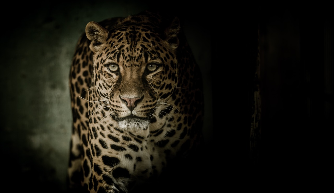 Image - leopard eyes fearsome feline spots