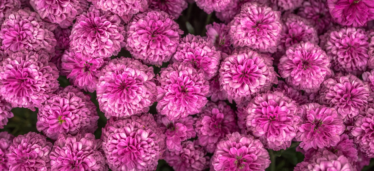 Image - chrysanthemum autumn flowers