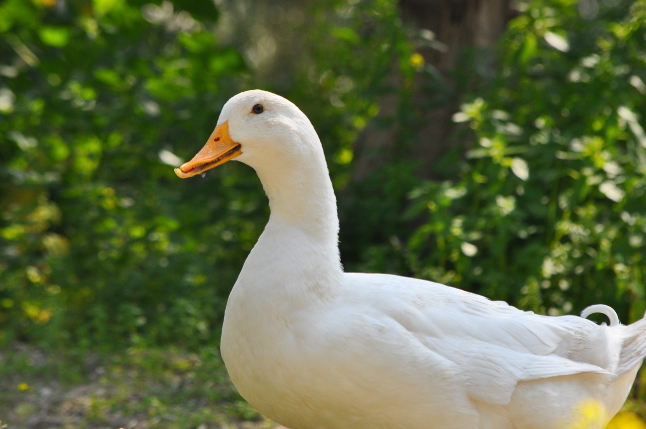 Image - duck white duck goose bird animal