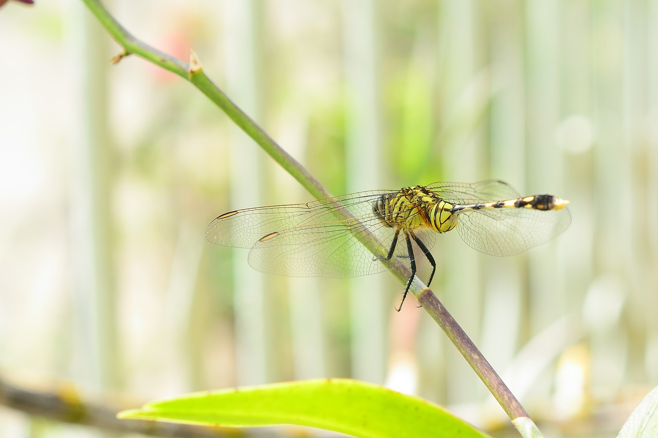 Image - dragonfly wings insect animal