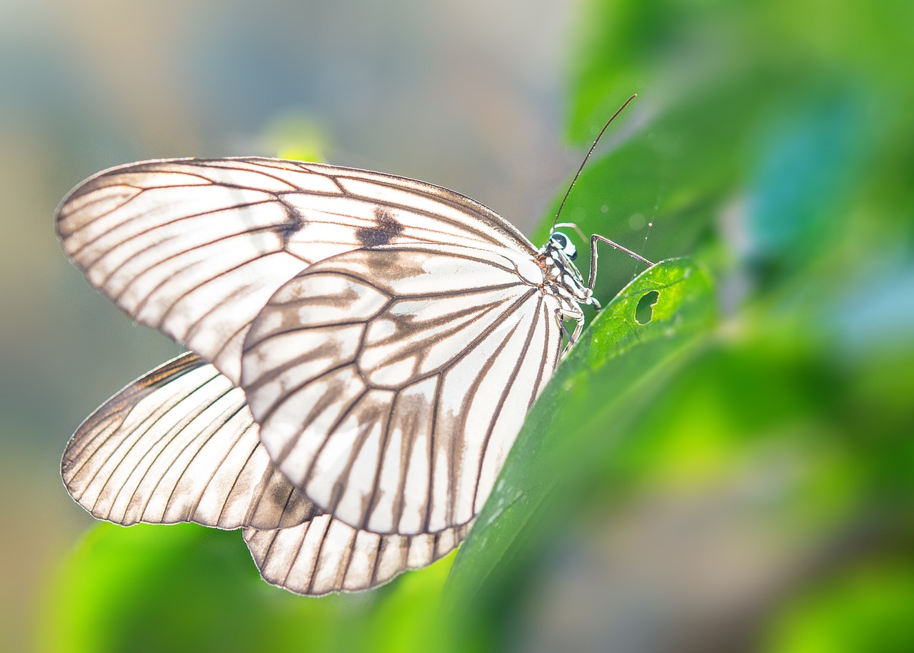 Image - butterfly green animal insect