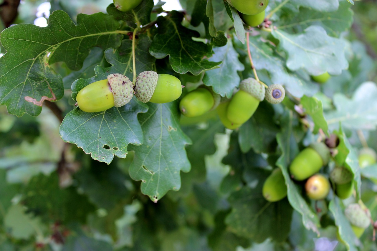 Image - oak green acorns tree fruits