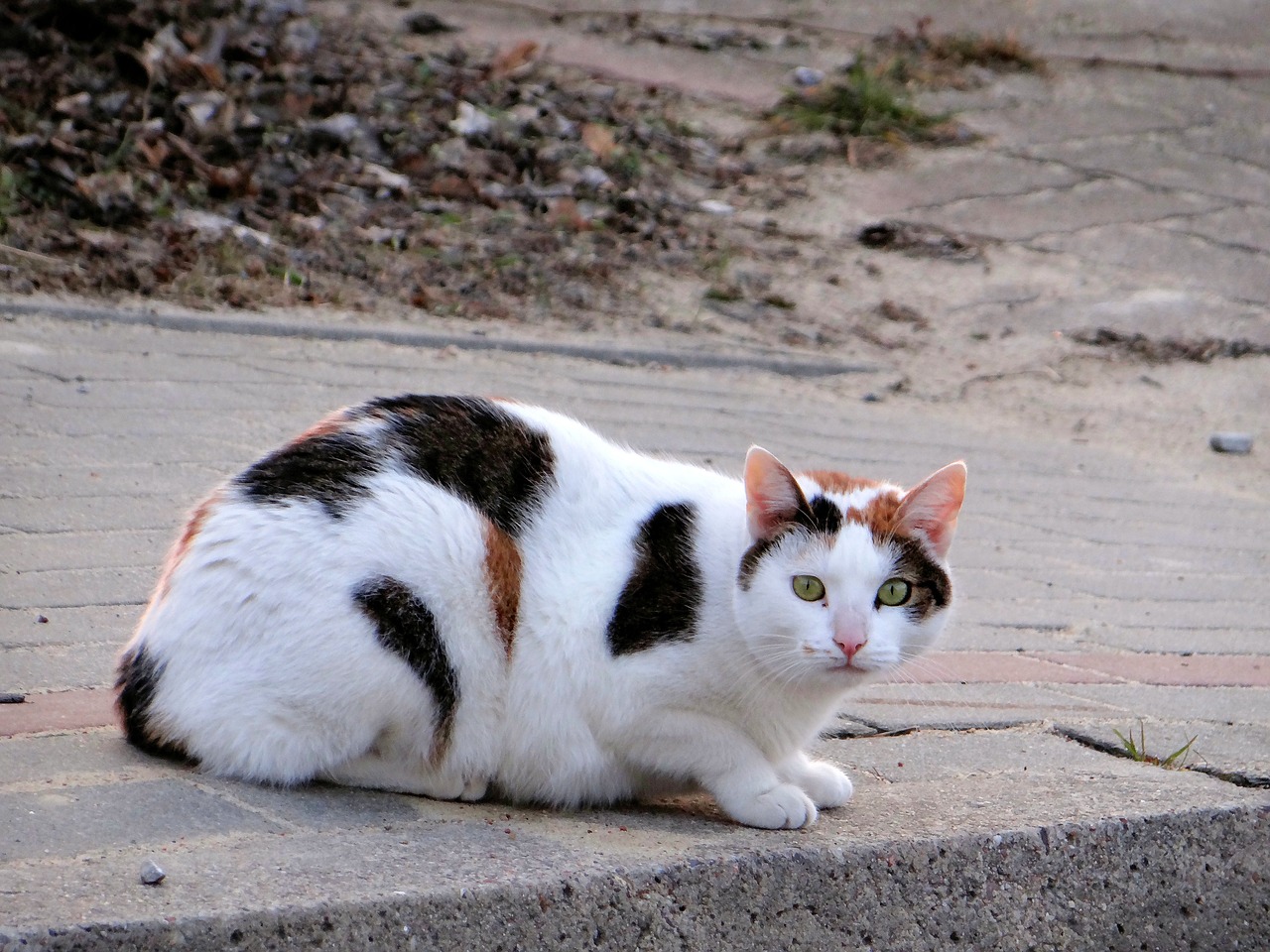 Image - cat mammal slow living nature