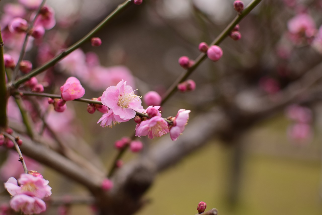 Image - plum flowers extension tubes