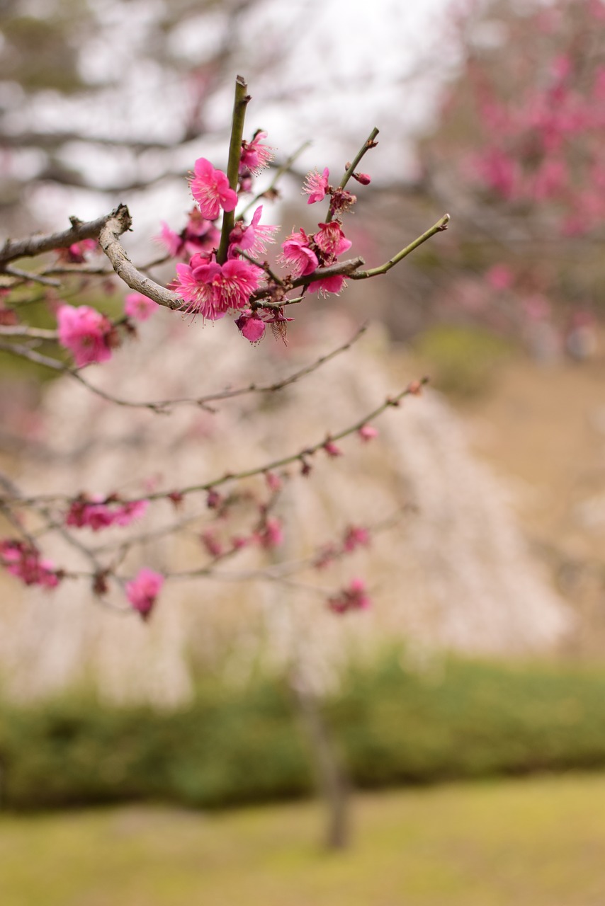 Image - plum flowers extension tubes