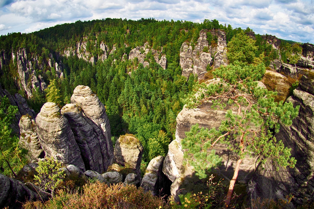 Image - trees forest rocks nature heaven