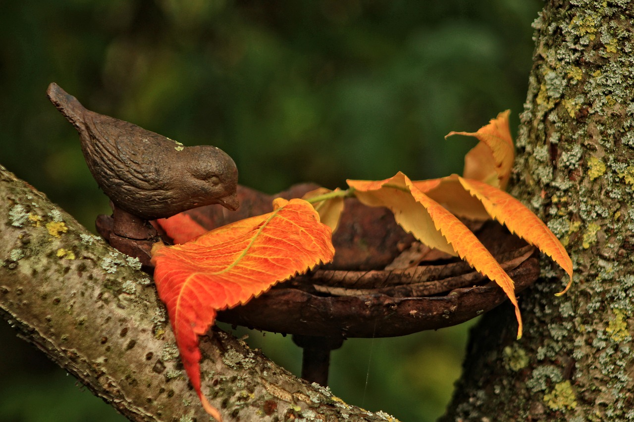 Image - fall trough bird leaf tree garden