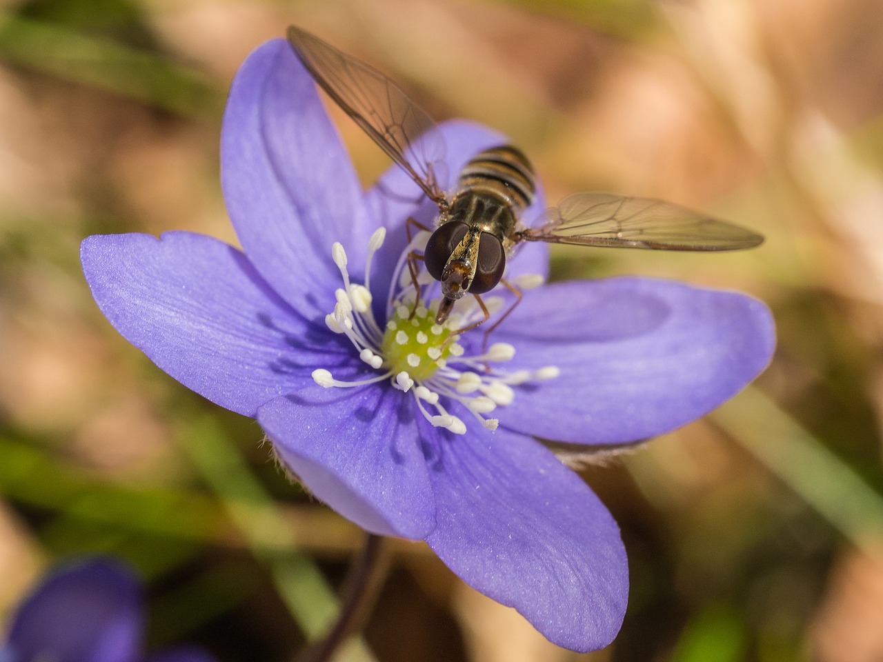 Image - liver flower hepatica flower