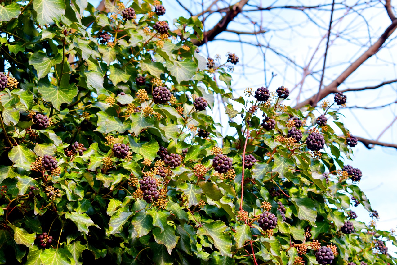 Image - berries germany karlsruhe