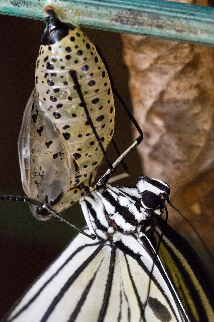 Image - butterfly chrysalis pupa insect