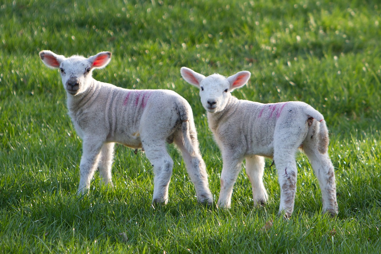 Image - sheep lamb animal farm rural