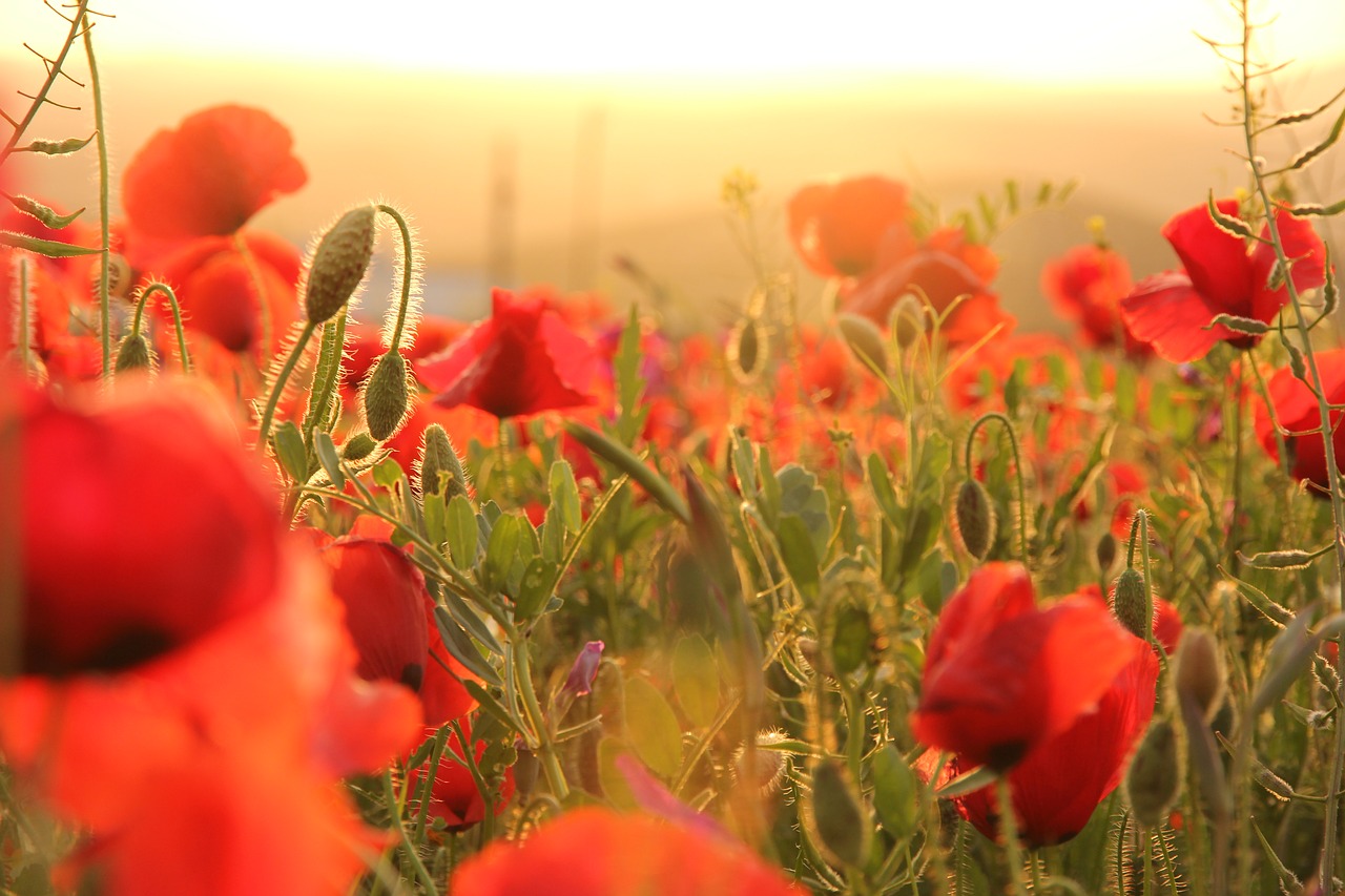 Image - poppies sunset field horizon