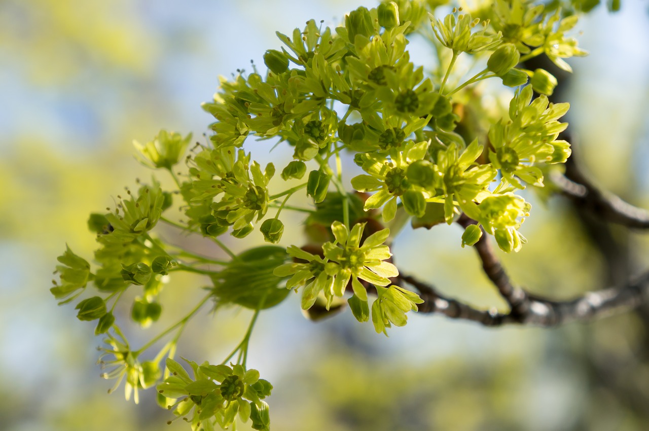 Image - green maple flowers plants yellow