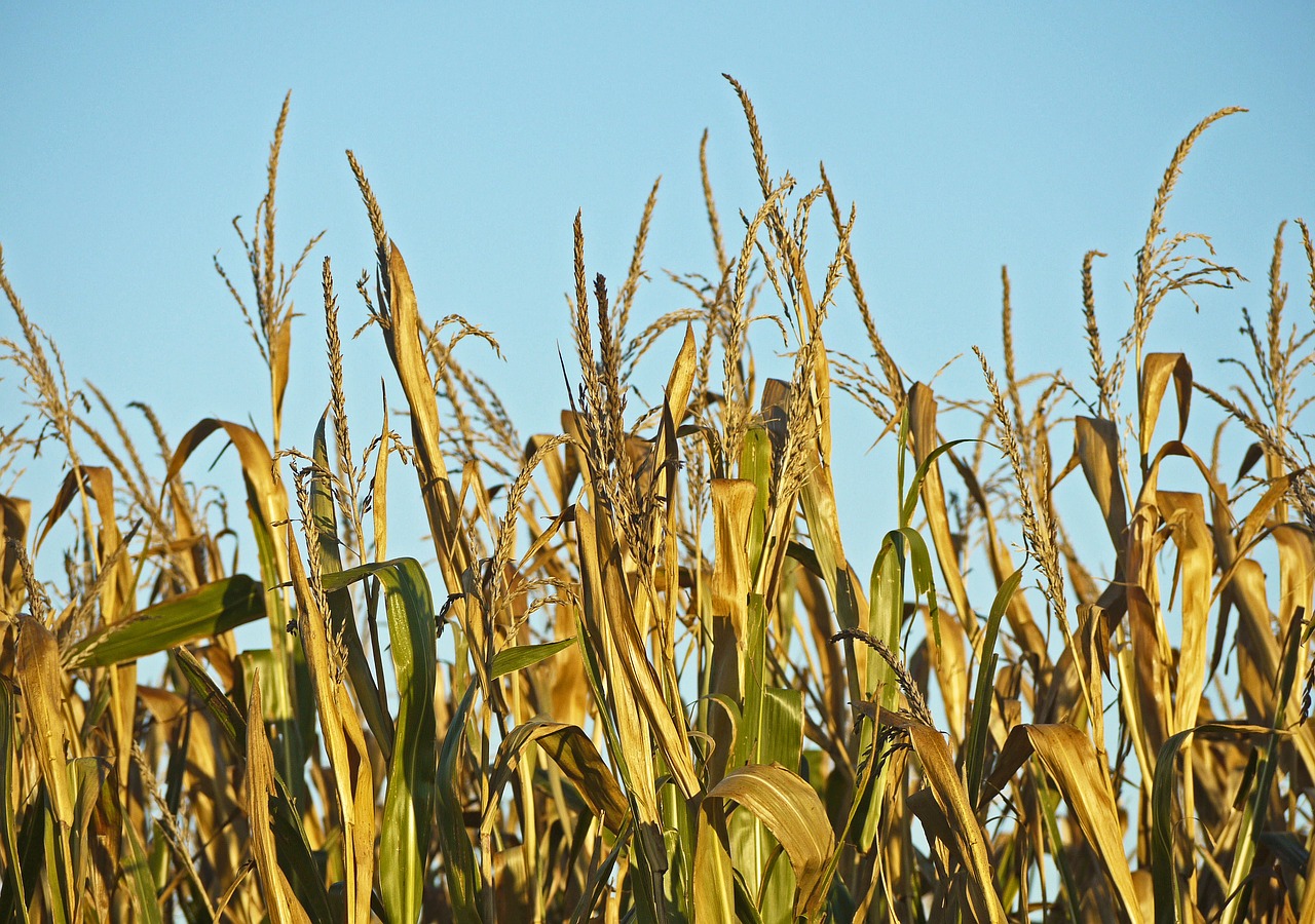 Image - corn ready to be harvested foliage