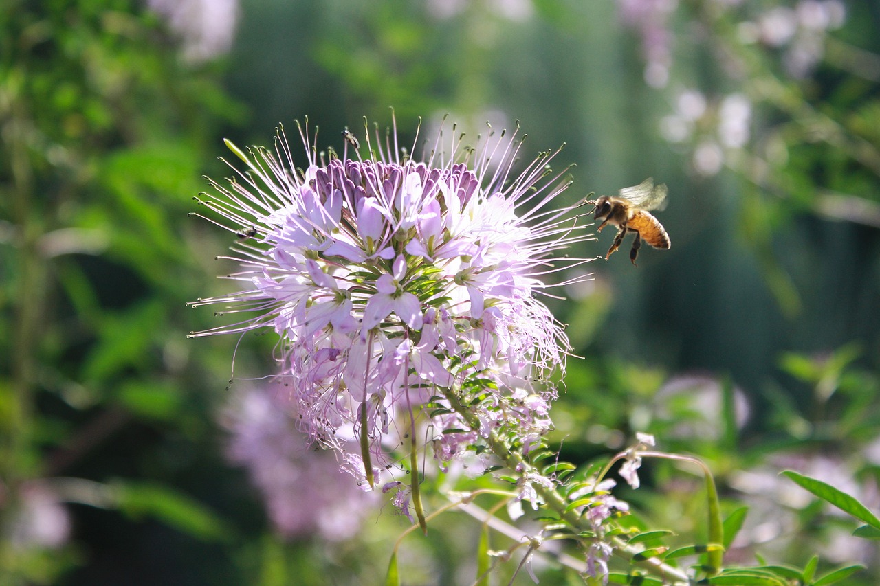 Image - bee insect entomology fly garden