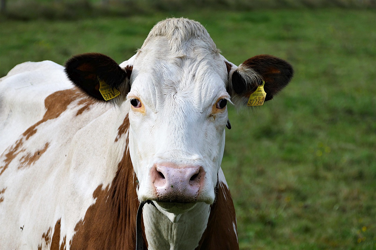 Image - beef livestock simmental cattle