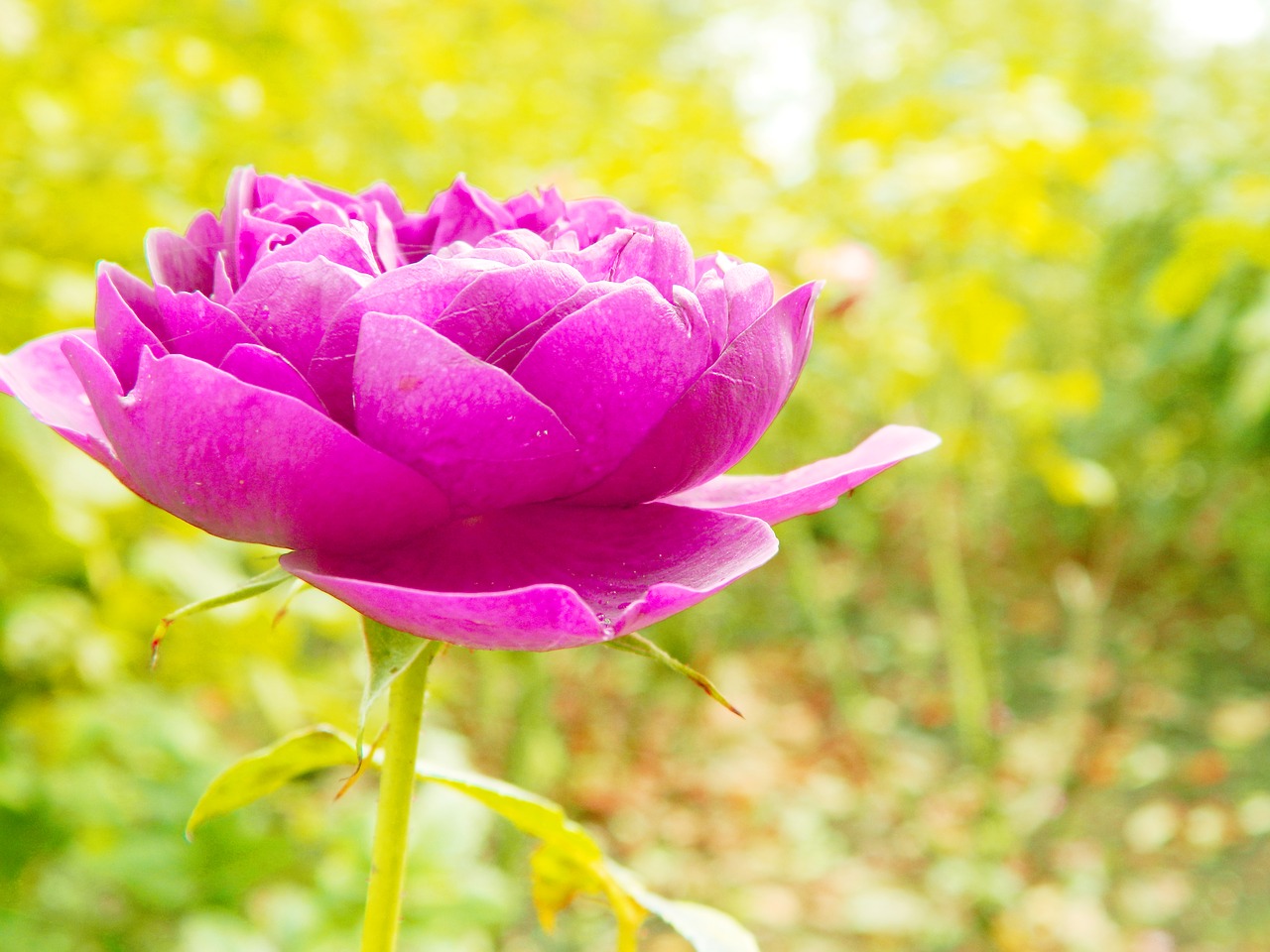 Image - pink rose petal flower nature