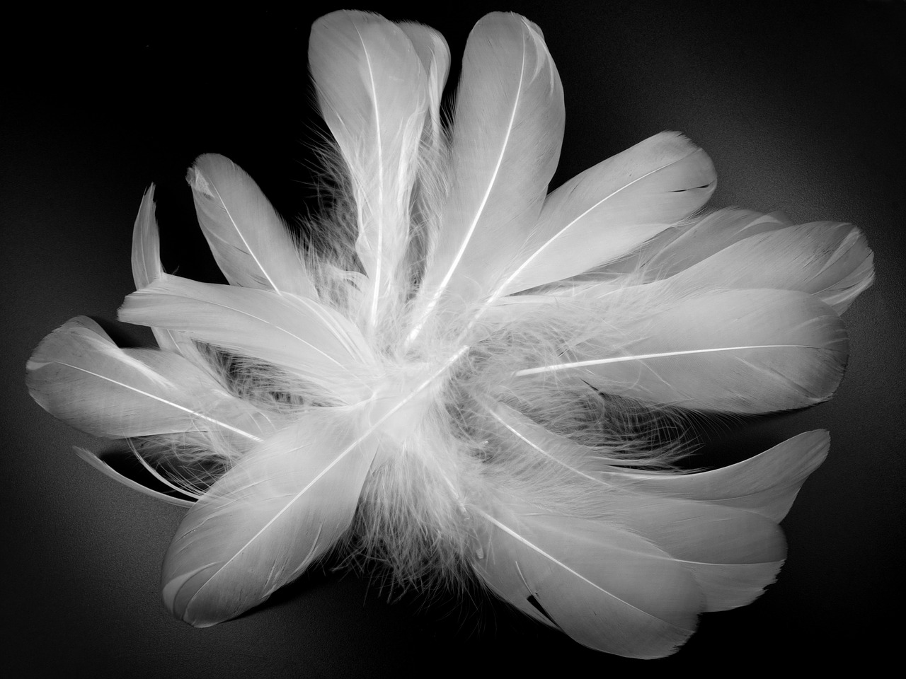 Image - feather white fluff bird feather