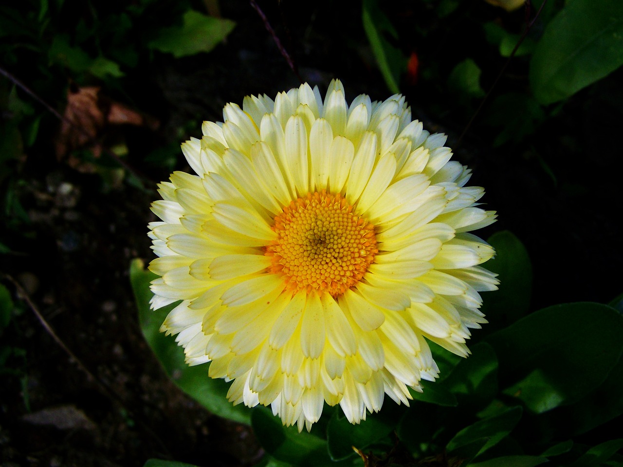 Image - marigold flower garden herb