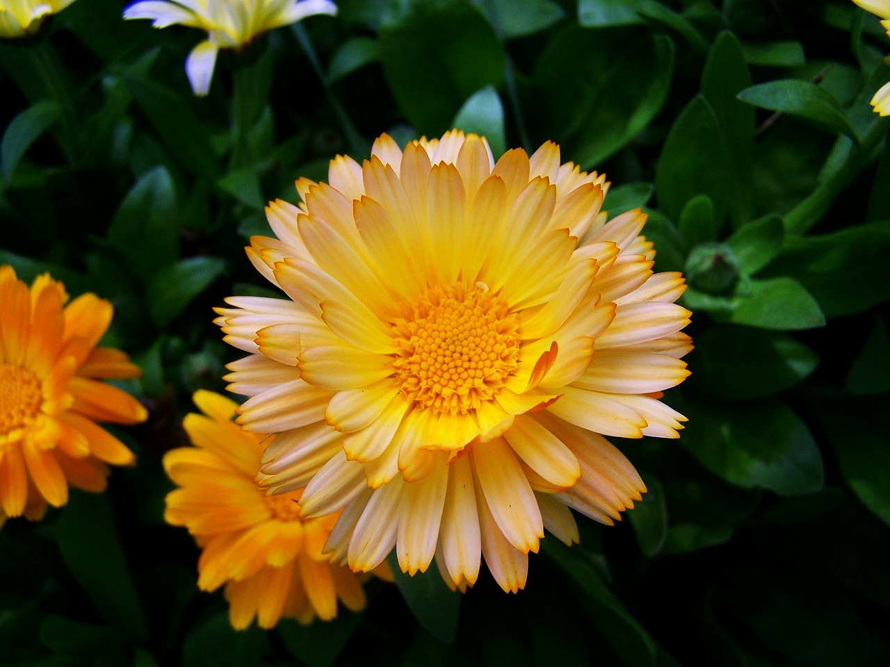 Image - marigold flower garden herb