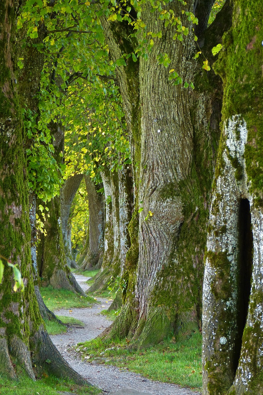 Image - trees old avenue nature log