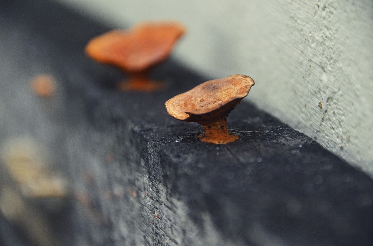 Image - mushroom wood plant nature organic