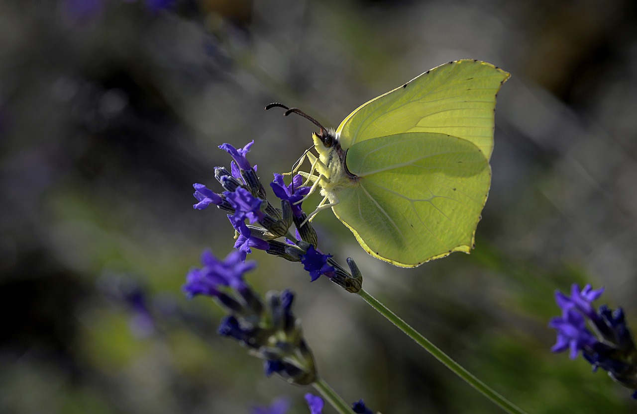 Image - butterfly wings flight nature