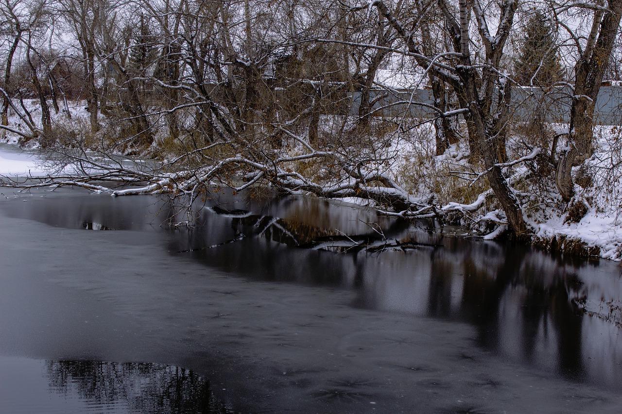 Image - autumn tree ice