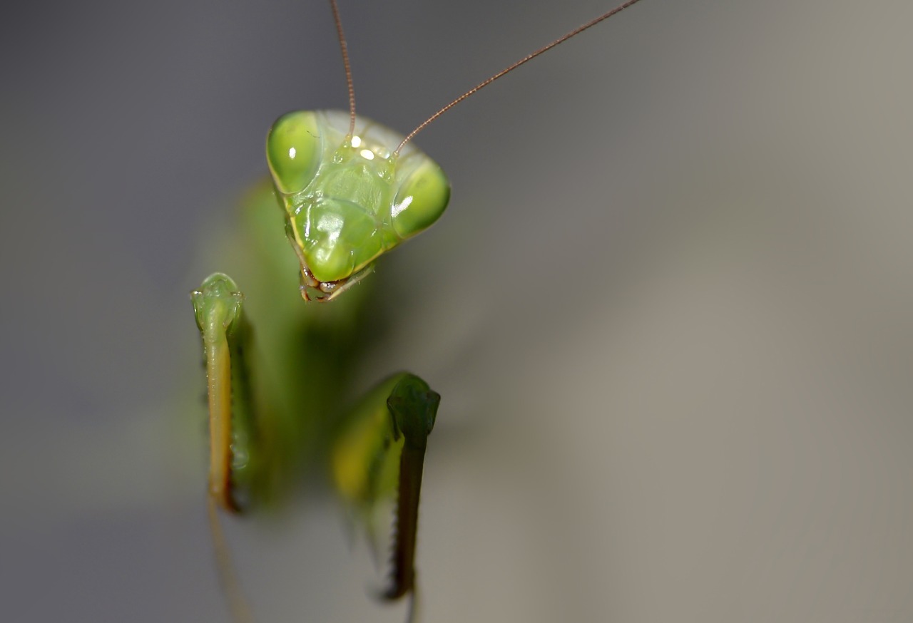 Image - insect mantis religiosa predator