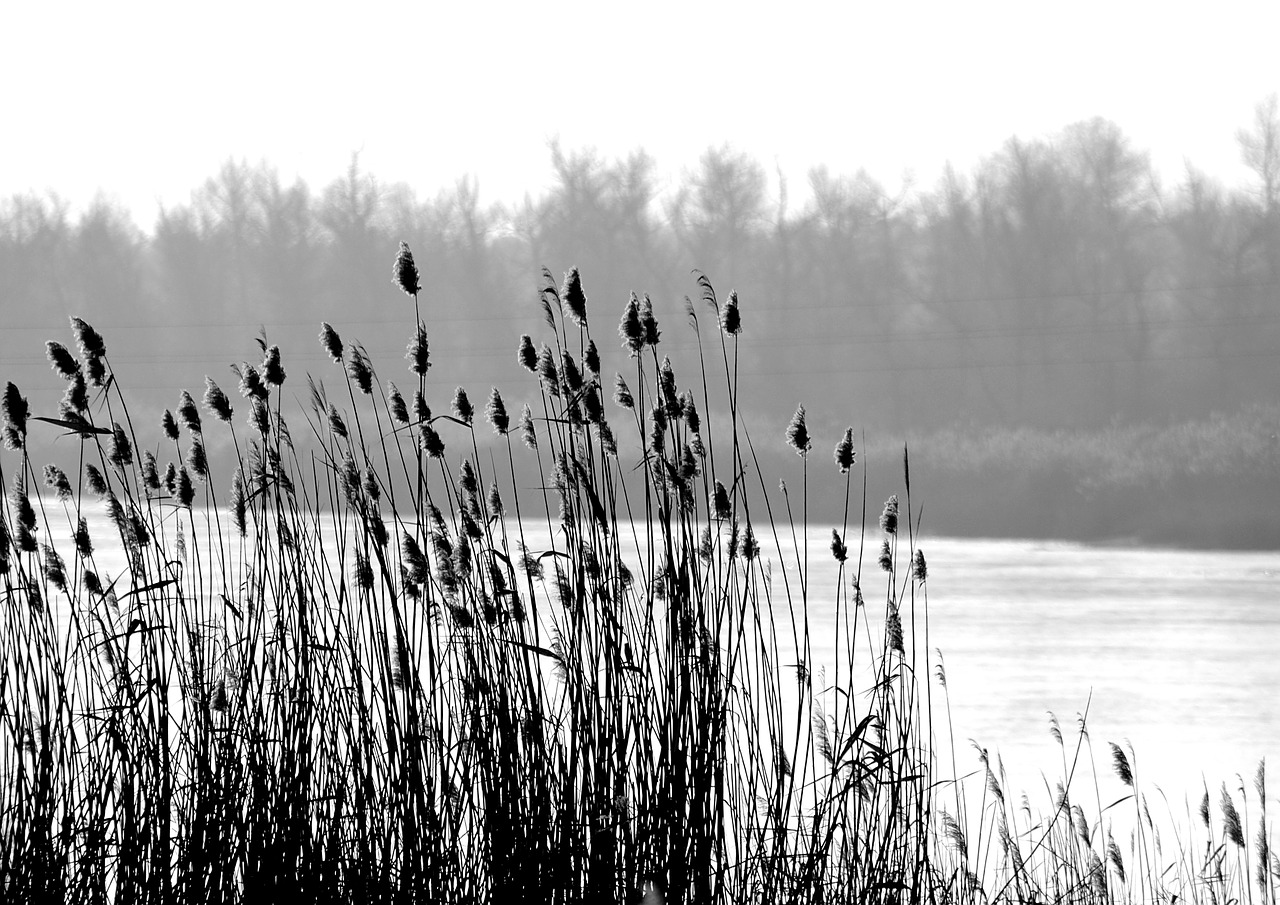 Image - reed river winter fog