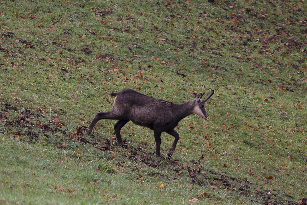 Image - chamois wild animal jura wild