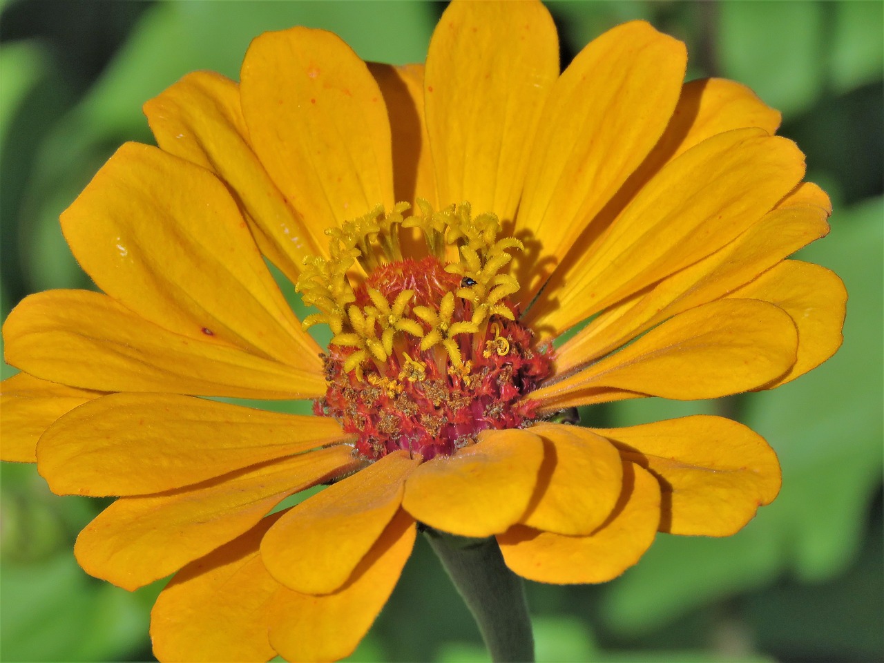 Image - flower close up yellow rust orange