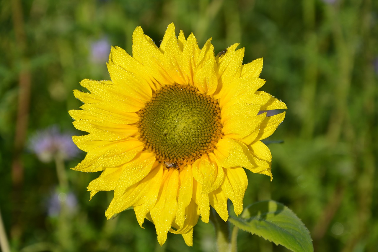 Image - flower flower sunflower