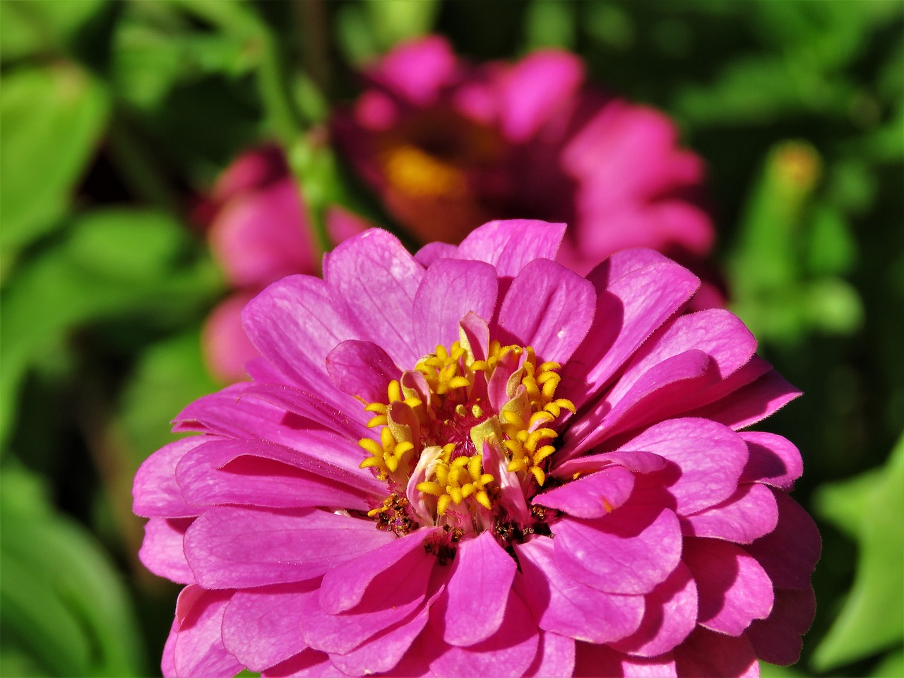 Image - flower close up pink yellow garden