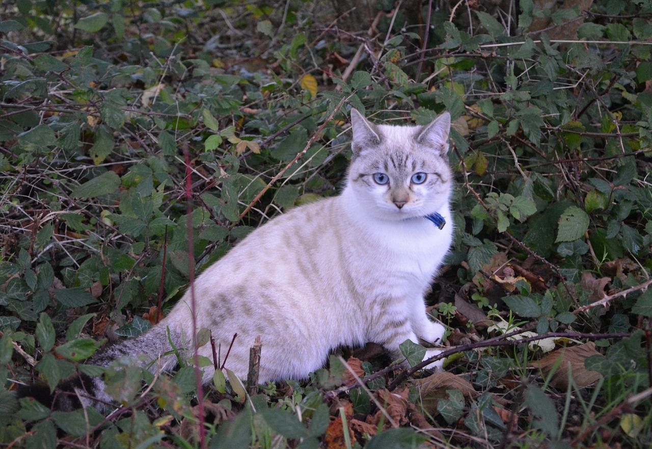 Image - cat kitten pussy cat sitting