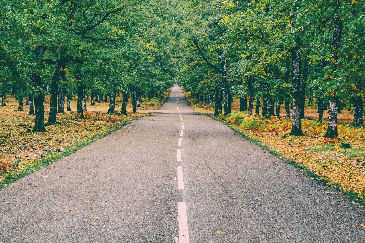 Image - road forest autumn landscape