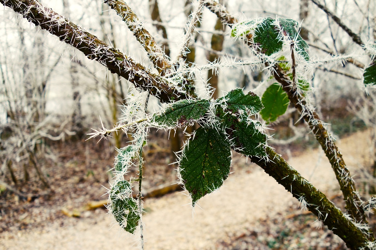 Image - leaf branch hoarfrost winter lane