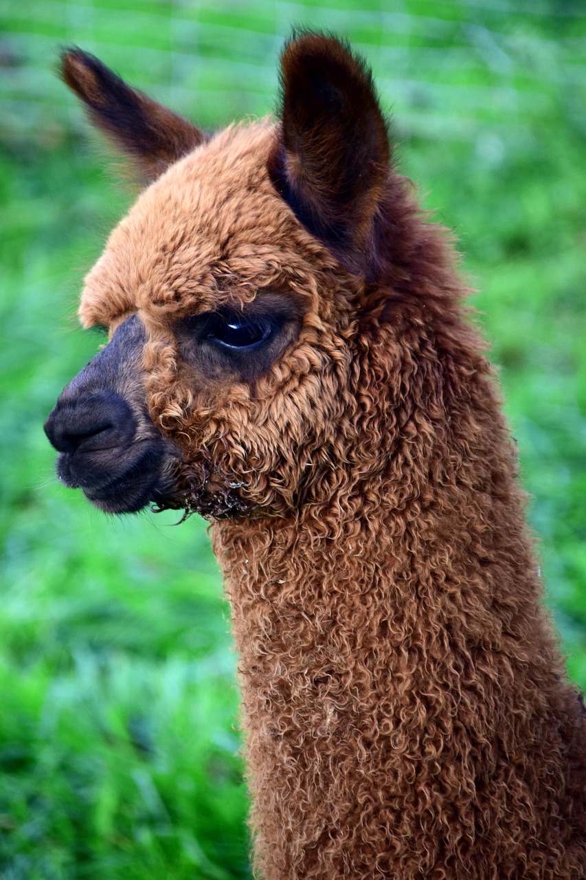 Image - alpaca animal furry fur fluffy