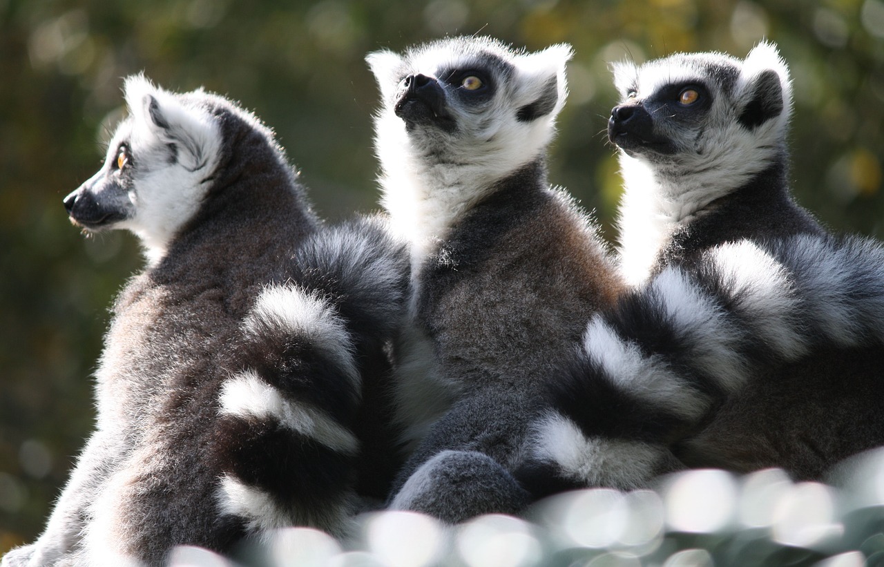 Image - lemurs monkey world