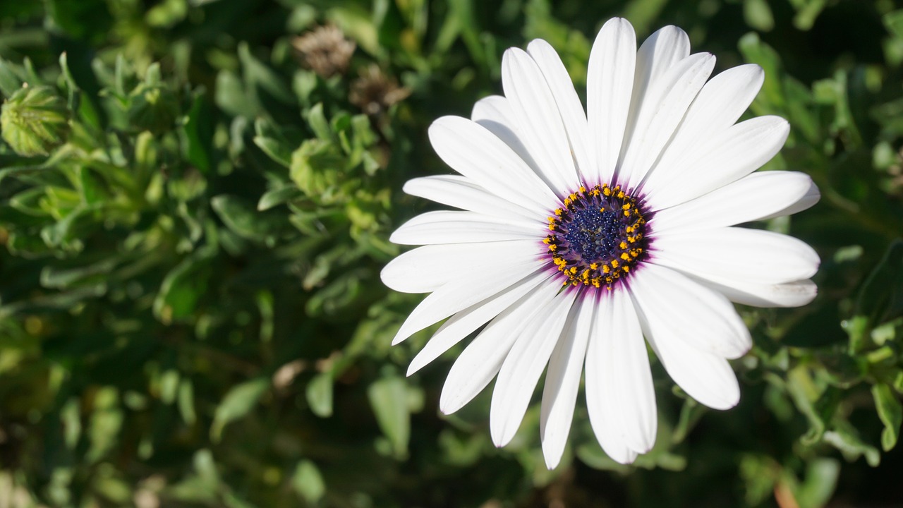 Image - flower geese flower daisy plant