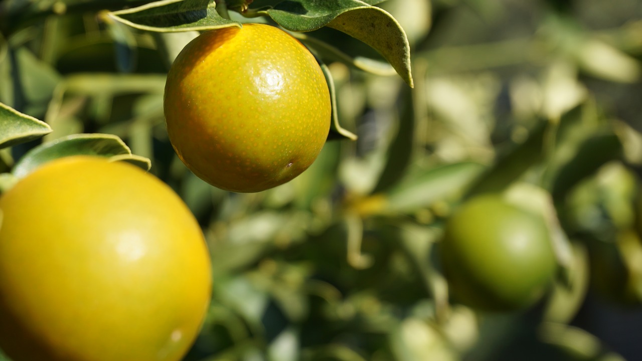 Image - mandarin ziermandarine plant tree