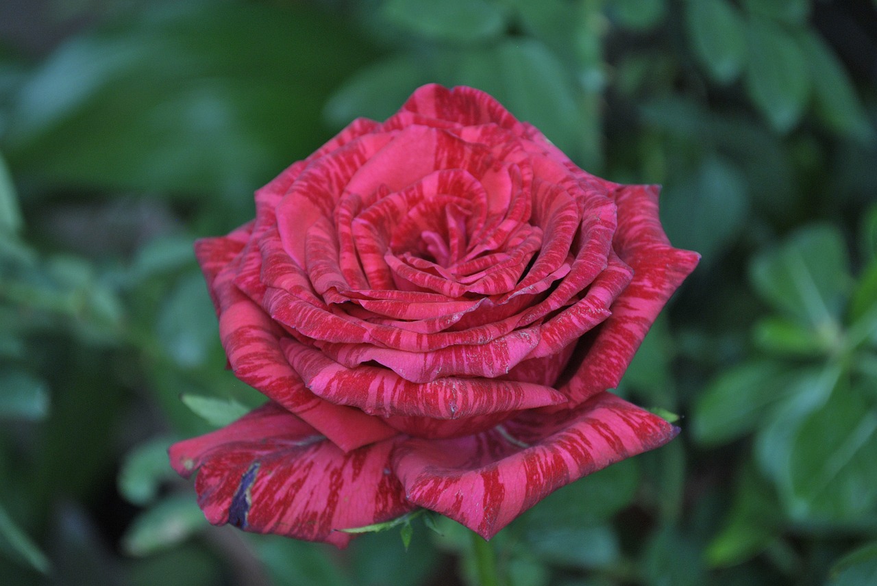 Image - rosa flower regional