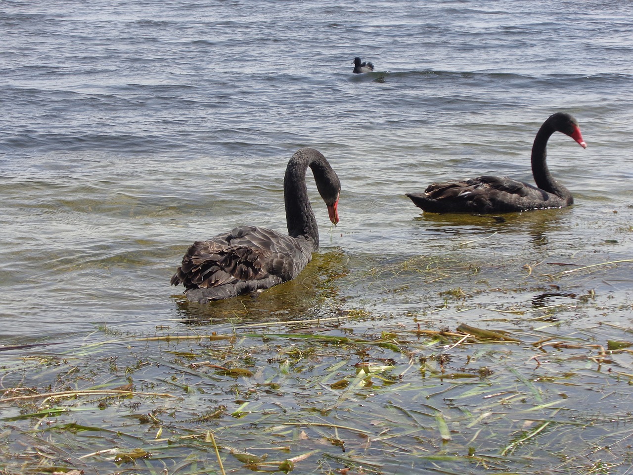 Image - black swan swans bird animal