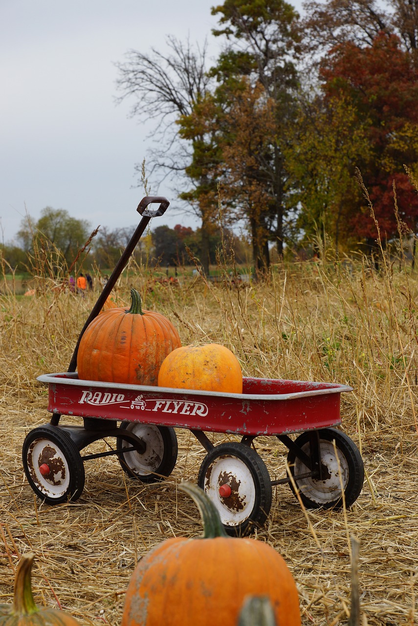 Image - halloween pumpkin patch pumpkins