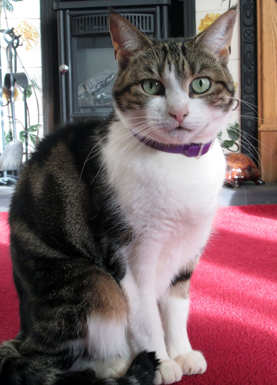 Image - cat pet domestic tortoiseshell