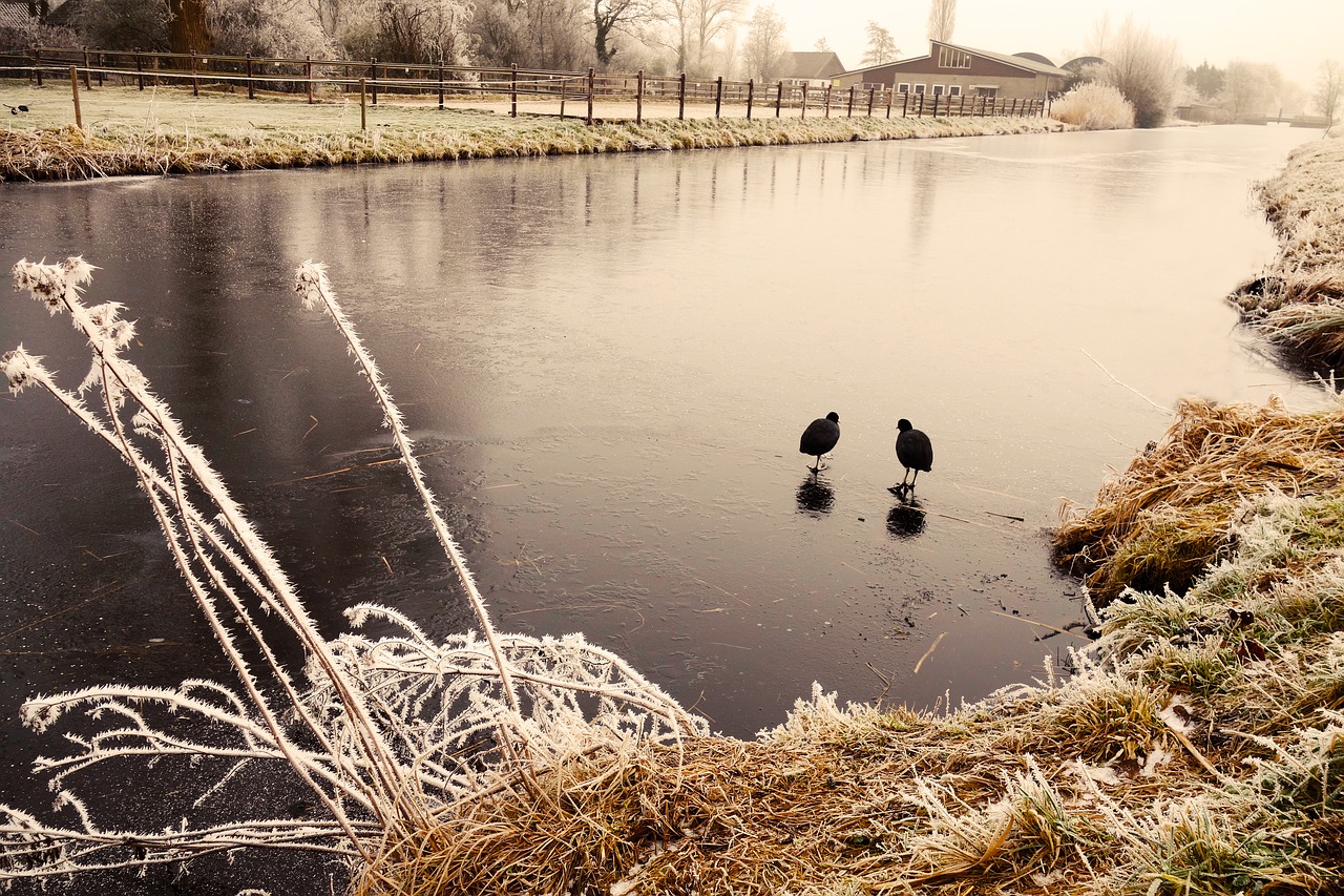 Image - coot bird water bird ice